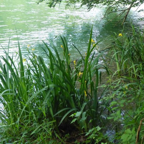 Sumpf-Schwertlilie (Iris pseudacorus) am Rhein