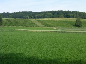 Rebberge Volken