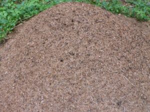 Ameisenhaufen Irchel