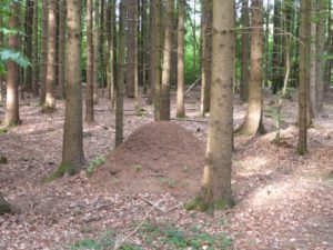 Ameisenhaufen Irchel