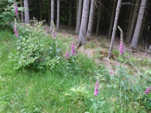 Rote Fingerhut (Digitalis purpurea)