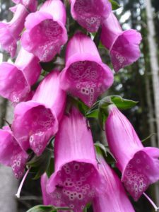 Rote Fingerhut (Digitalis purpurea)