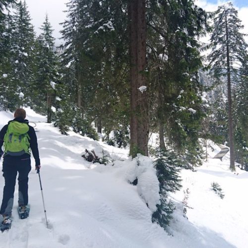 Toby am Schneeschuhspuren legen