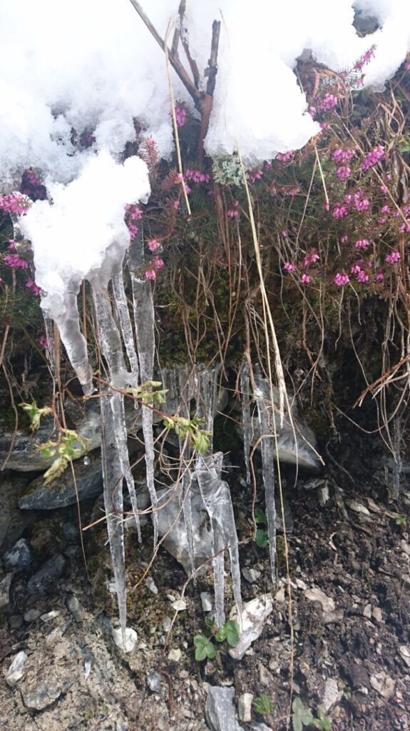 Heidekräuter (Erica) und Eiszapfen