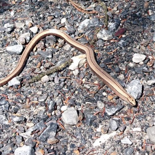 Blindschleiche (Anguis fragilis)