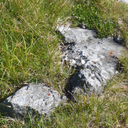 Zwei Alpen-Edelweiss (Leontopodium nivale)