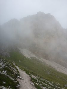 Stevia im Nebel