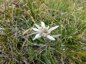 Edelweiss (Leontopodium)