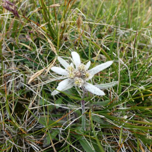 Edelweiss (Leontopodium)