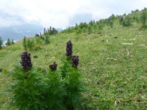 Blauer Eisenhut (Aconitum napellus)