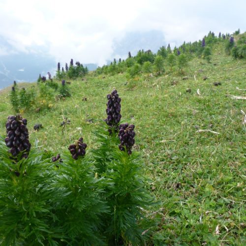 Blauer Eisenhut (Aconitum napellus)