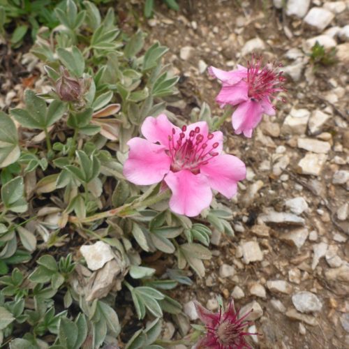 Dolomiten-Fingerkraut (Potentilla nitida)