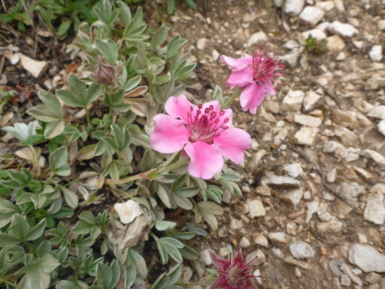 Dolomiten-Fingerkraut (Potentilla nitida)