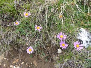 Alpen-Aster (Aster alpinus)