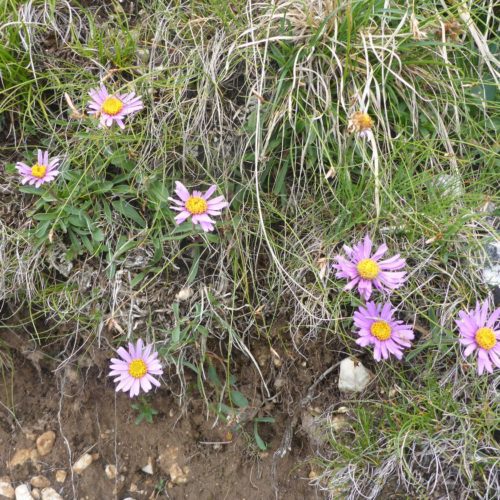 Alpen-Aster (Aster alpinus)