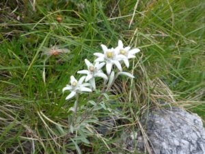 Edelweiss (Leontopodium)