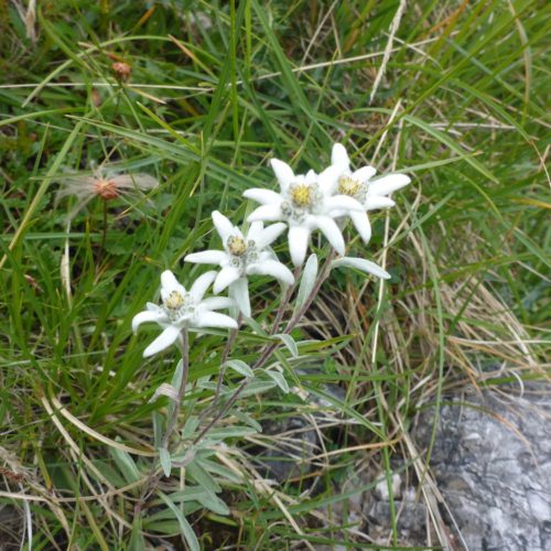 Edelweiss (Leontopodium)