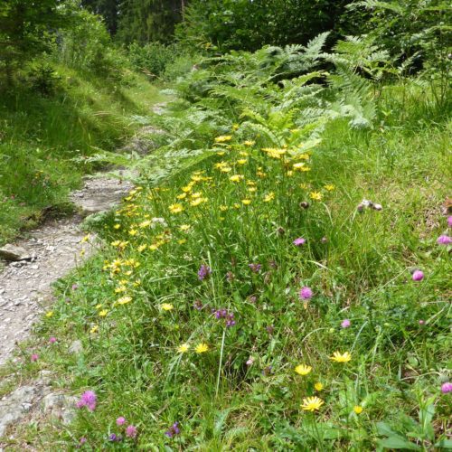 Bergwanderweg Felsbachschlucht Flims