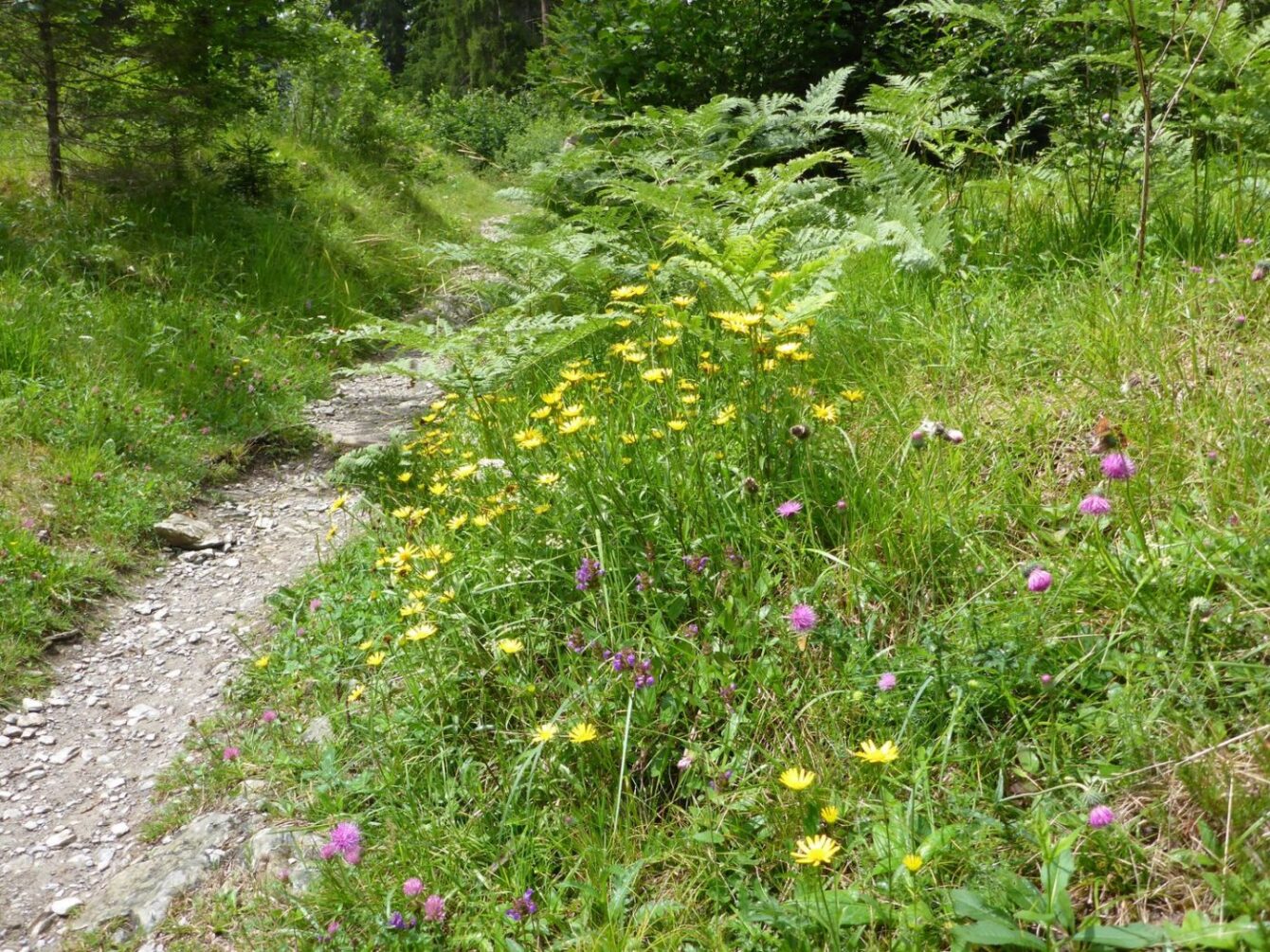 Bergwanderweg Felsbachschlucht Flims