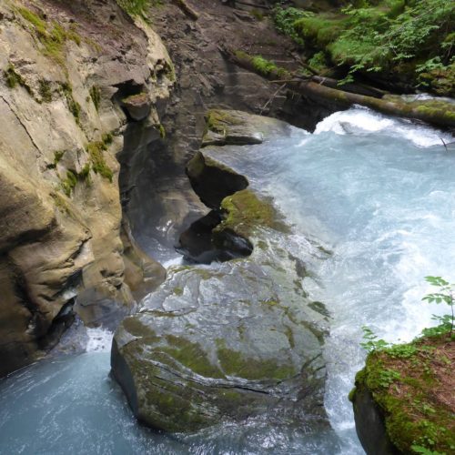 Flem in Felsbachschlucht Flims