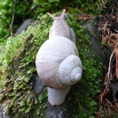 Weinbergschnecke (Helix pomatia),