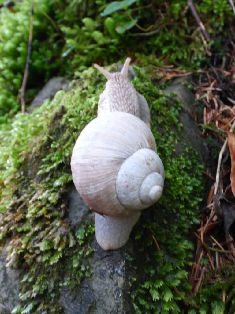 Weinbergschnecke (Helix pomatia),