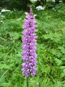 Fuchs’ Knabenkraut (Dactylorhiza fuchsii)