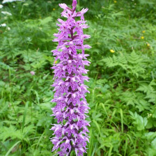 Fuchs’ Knabenkraut (Dactylorhiza fuchsii)