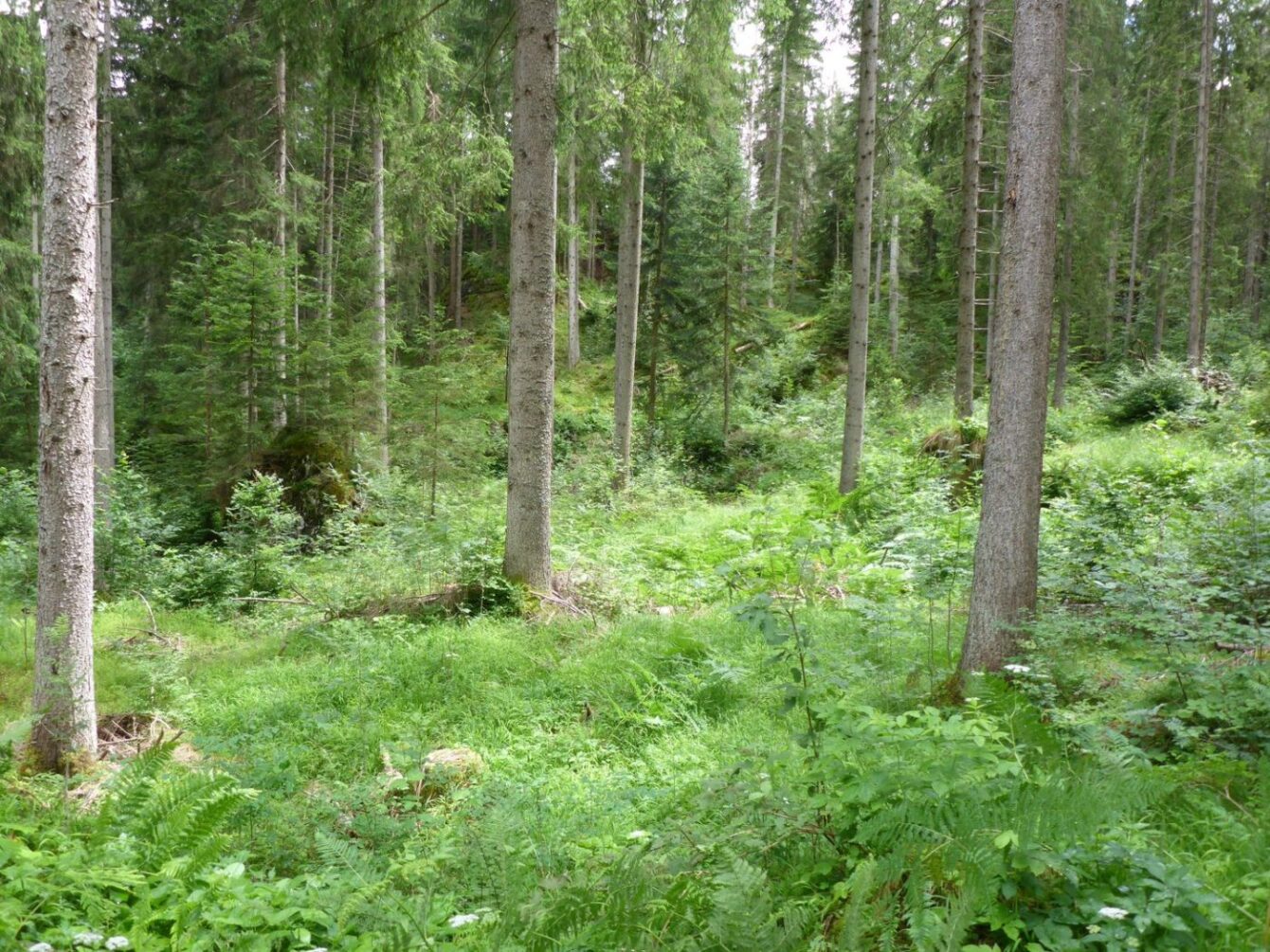 Flimserwald