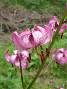Türkenbund-Lilie (Lilium martagon)