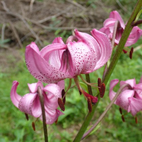 Türkenbund-Lilie (Lilium martagon)