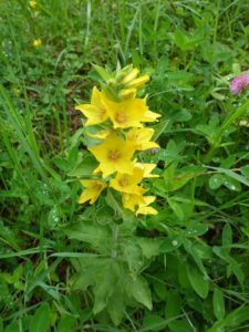 Gilbweiderich (Lysimachia)