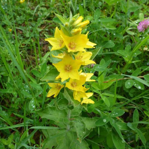 Gilbweiderich (Lysimachia)