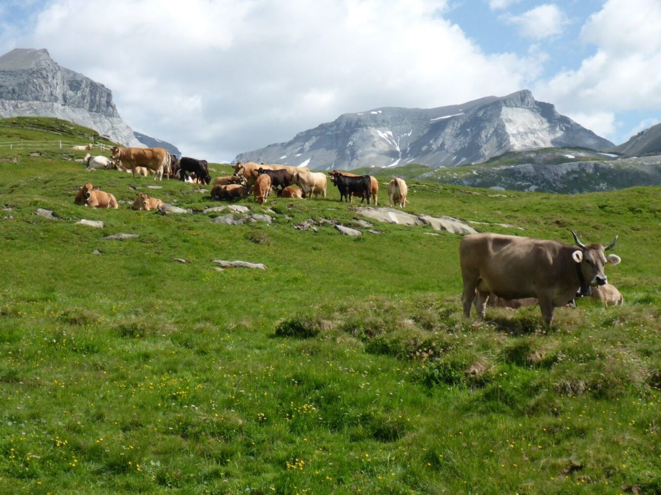 Atlas und Piz Dolf mit Kühen