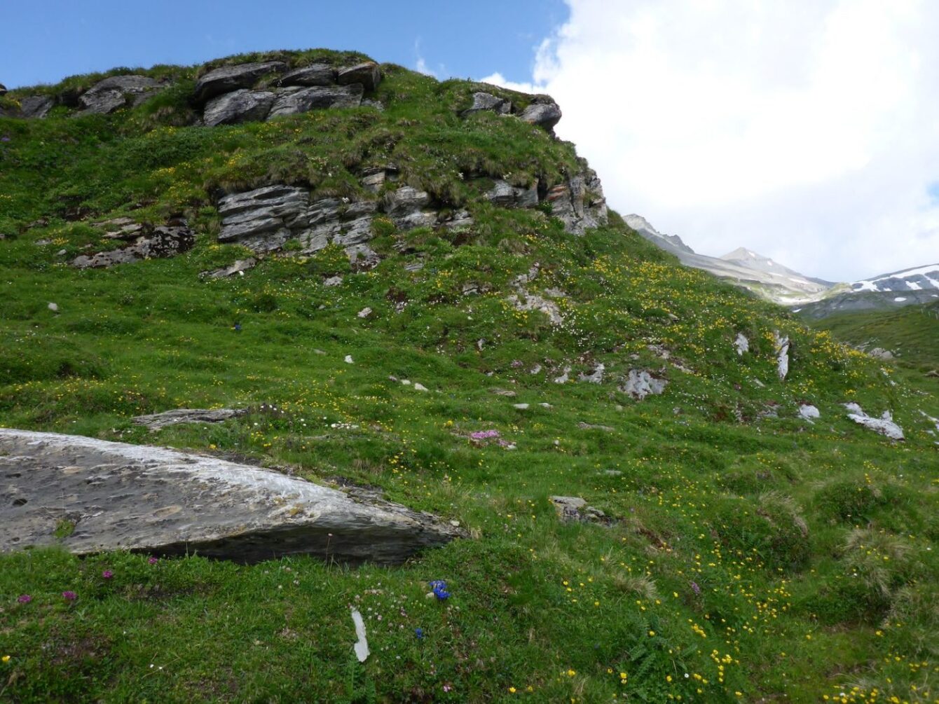 Blühende Bergwiese Nagens