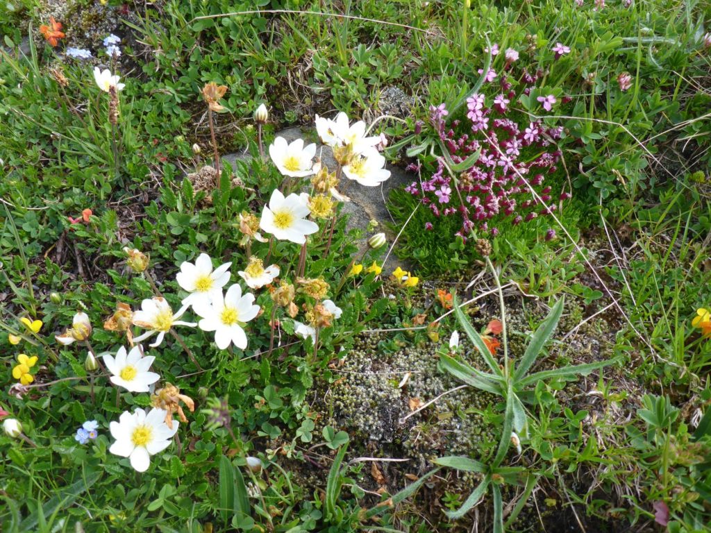 Alpen-Anemone (Anemone alpina L.)
