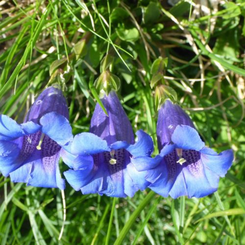 Blauer Enzian (Gentiana acaulis) in Reih und Glied