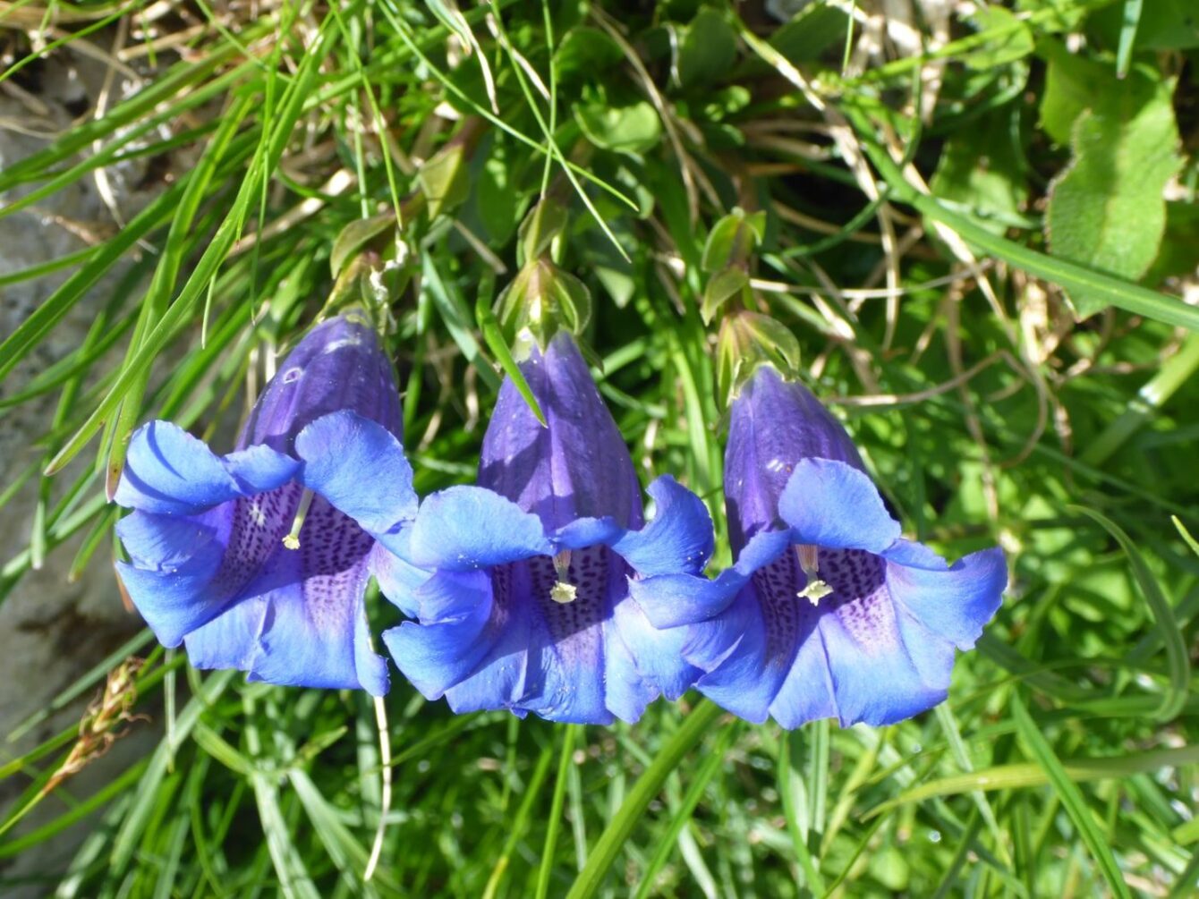 Blauer Enzian (Gentiana acaulis) in Reih und Glied