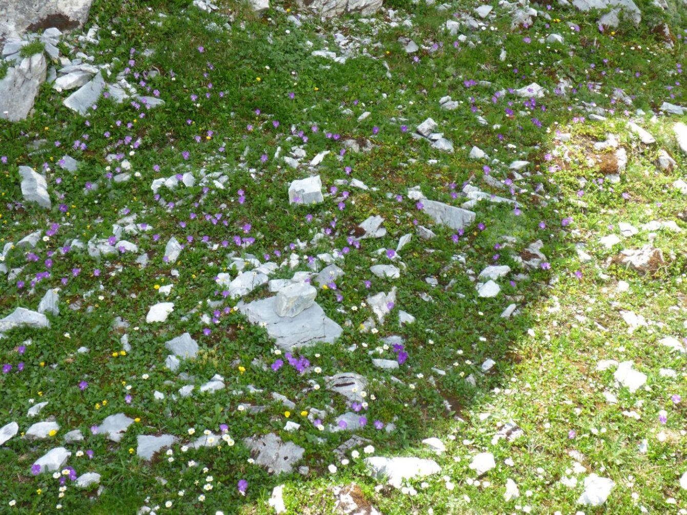 Flora im Klettergarten mit vielen Langsporn-Veilchen (Viola calcarata)
