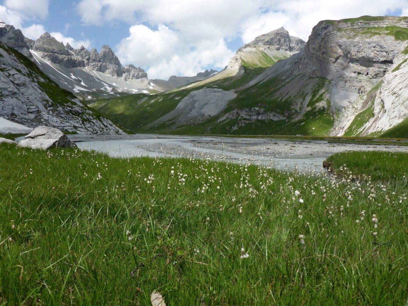 Tschingelhörner und Piz Segnes mit Wollgrass