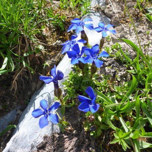 Frühlings-Enzian (Gentiana verna)