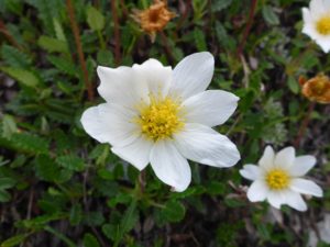 Alpen-Anemone (Anemone alpina L.)