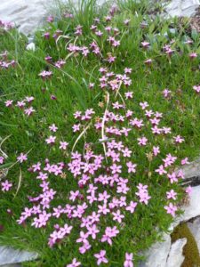 Kalk Polsternelke, Stängellose Leimkraut (Silene acaulis)