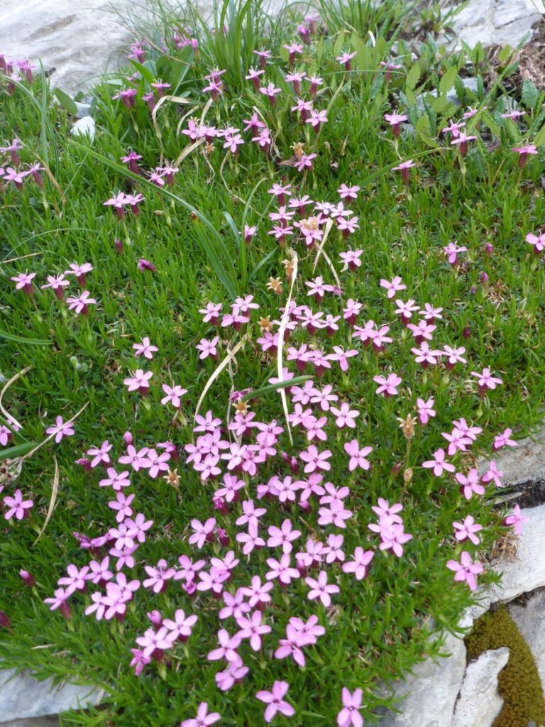 Kalk Polsternelke, Stängellose Leimkraut (Silene acaulis)