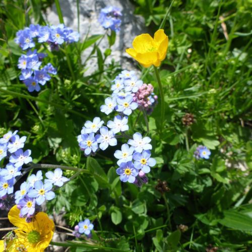 Alpen-Vergissmeinnicht (Myosotis alpestris)