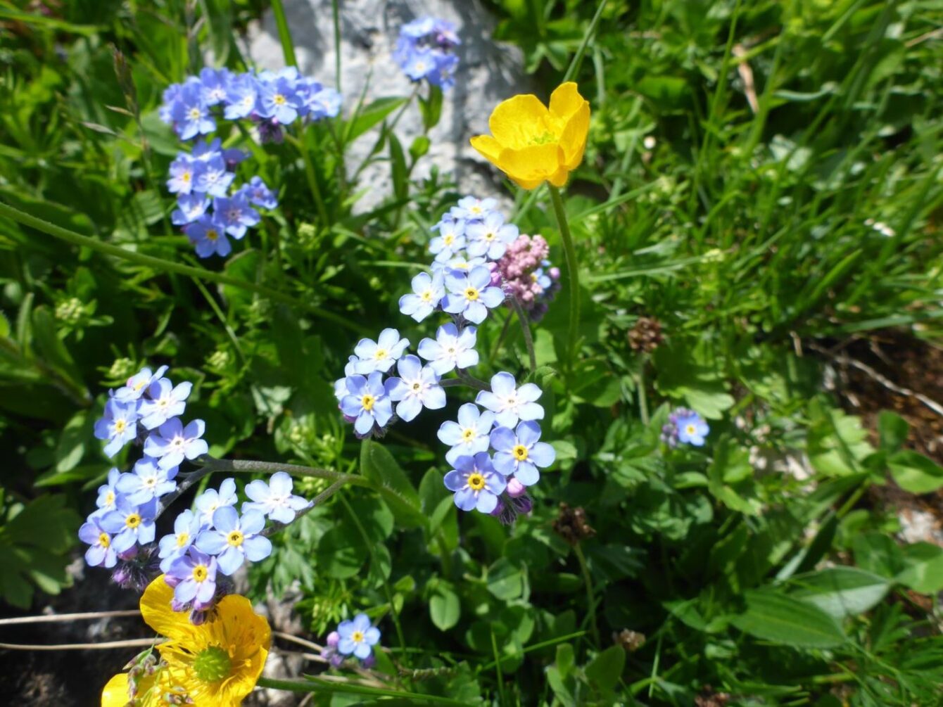 Alpen-Vergissmeinnicht (Myosotis alpestris)