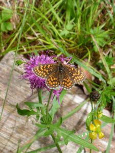 Westliche Scheckenfalter (Melitaea parthenoides ) am Sut Rens Klettergarten Flims