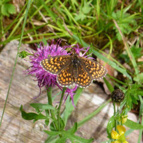 Westliche Scheckenfalter (Melitaea parthenoides ) am Sut Rens Klettergarten Flims