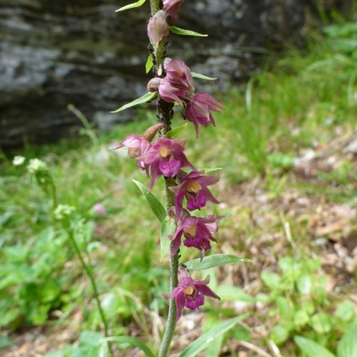 Orchideen am Klettergarten Sut Rens, Braunrote Stendelwurz (Epipactis atrorubens)