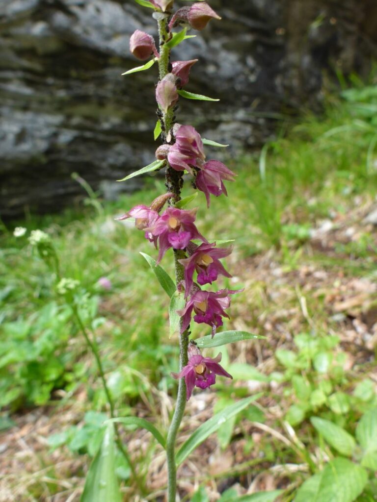 Orchideen am Klettergarten Sut Rens, Braunrote Stendelwurz (Epipactis atrorubens)
